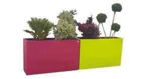 Jardinière Rafflésia