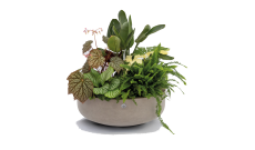 JARDINIERE BOUGAINVILLIER DROITE FINITION VELOURS